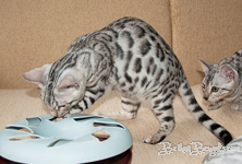 Bengal cat silber rosetted